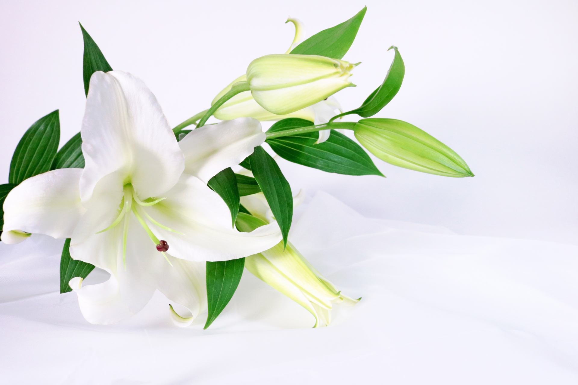 法事のイメージ（百合の花）