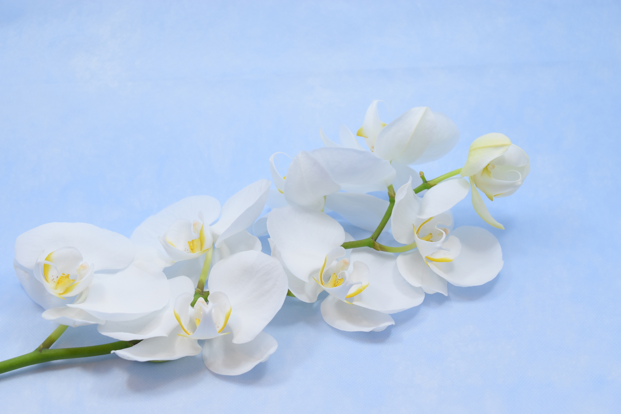 法事のイメージ（胡蝶蘭）