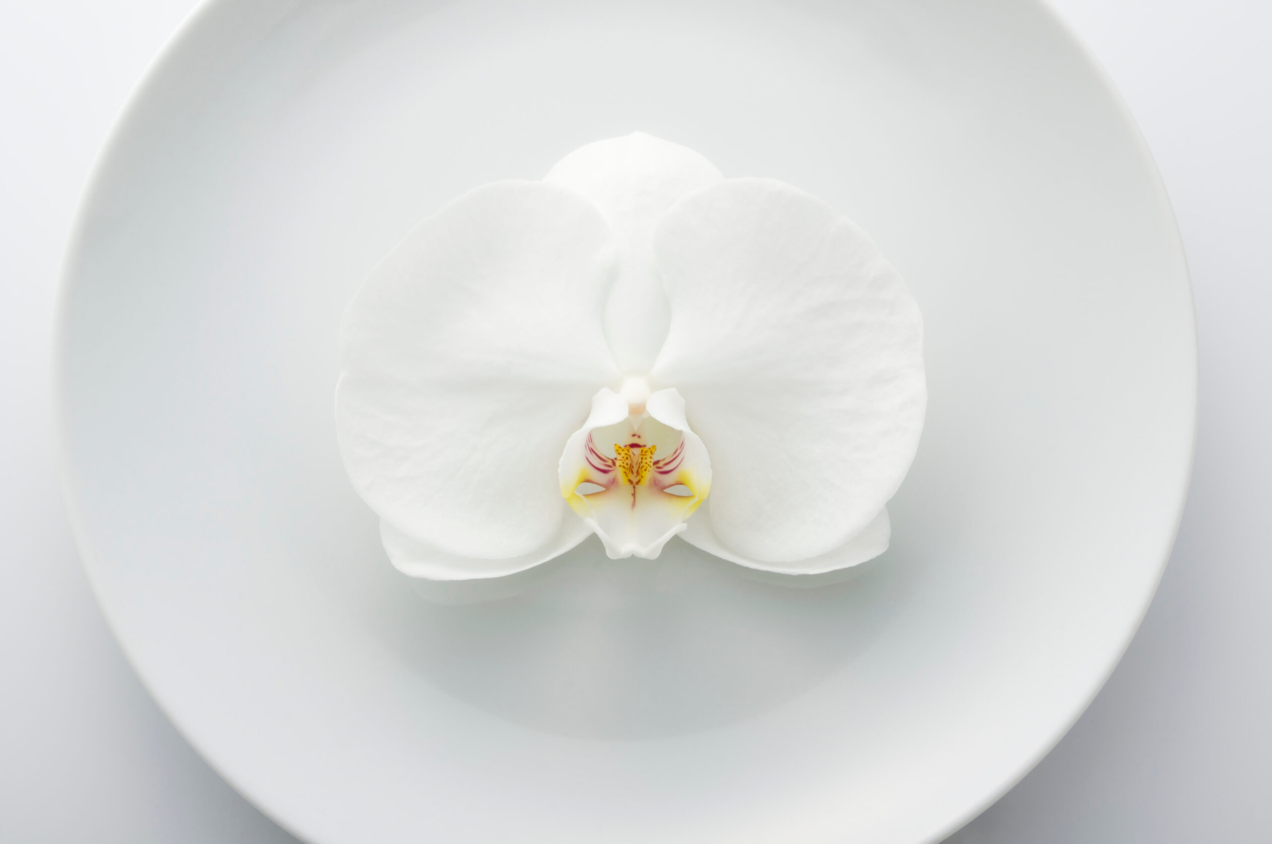 法事のイメージ（胡蝶蘭花びら）