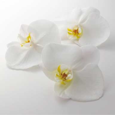 法事 仏事のイメージ